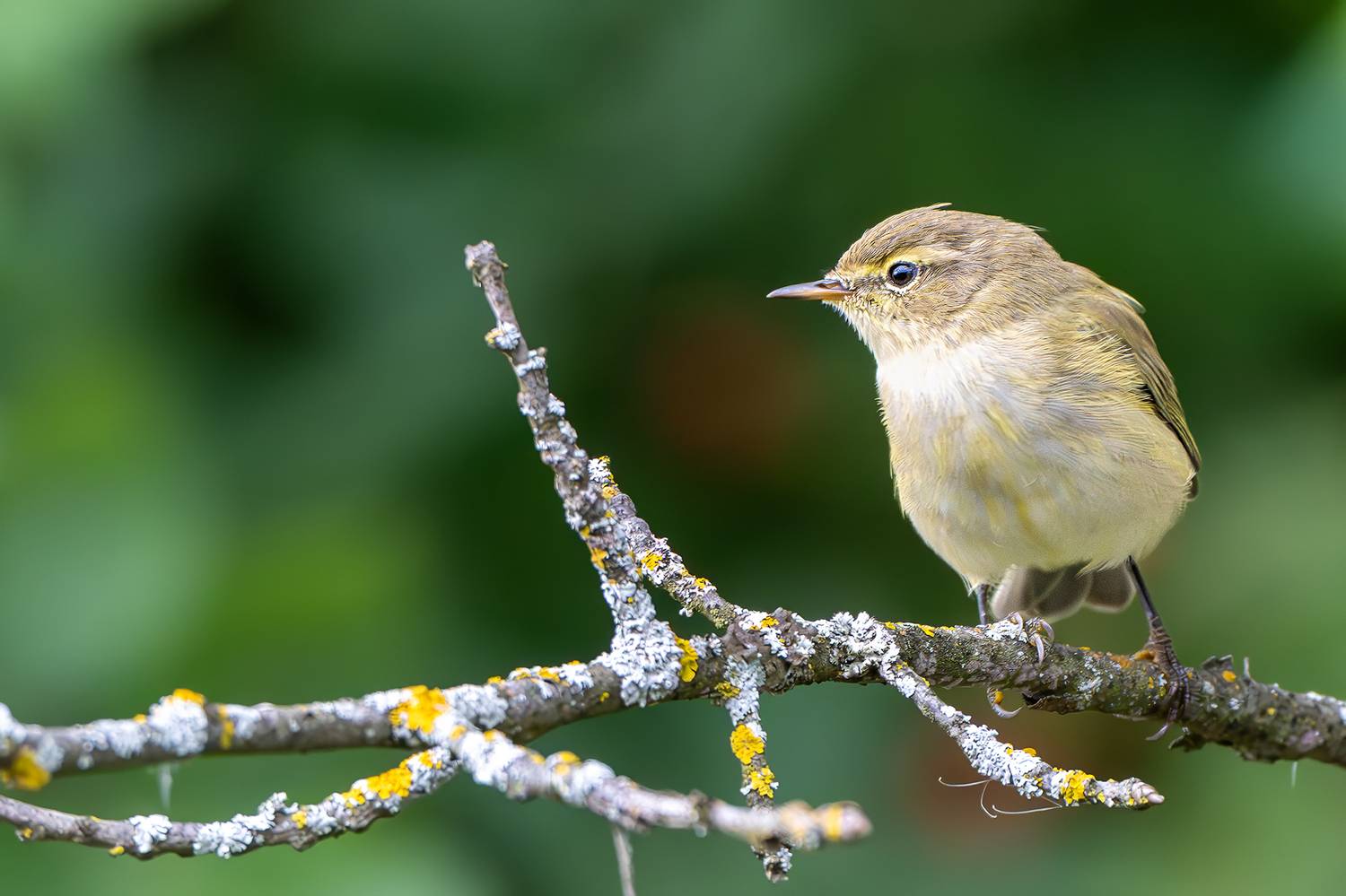 , Молодкин Дмитрий
