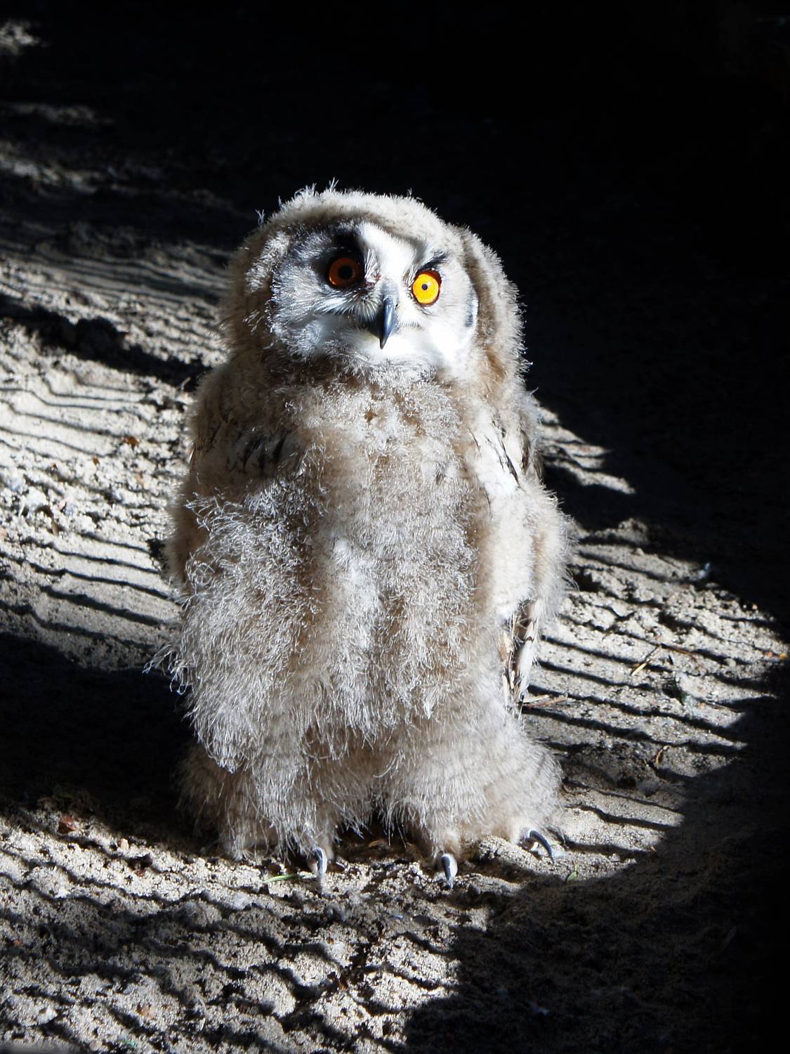 филин, птицы, птенец, животные, дикие животные, животные красной книги,, Людмила