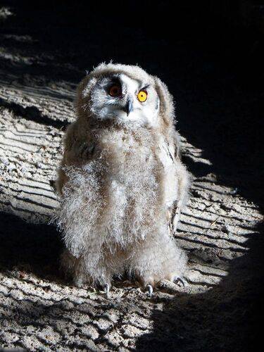 Птенец филина - слеток.
