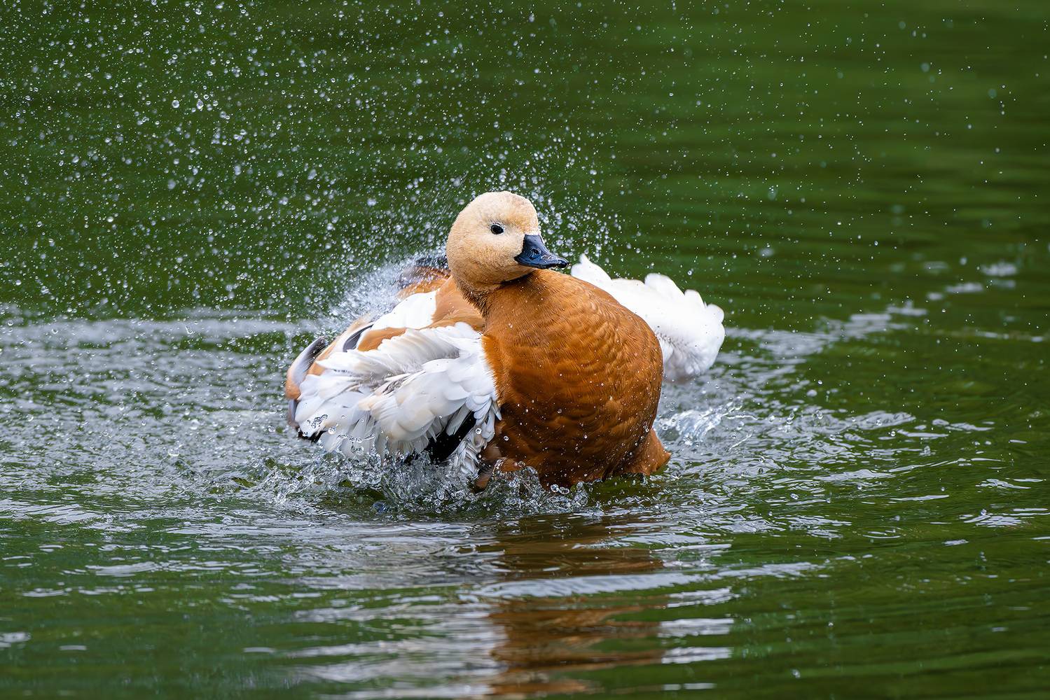 , Молодкин Дмитрий