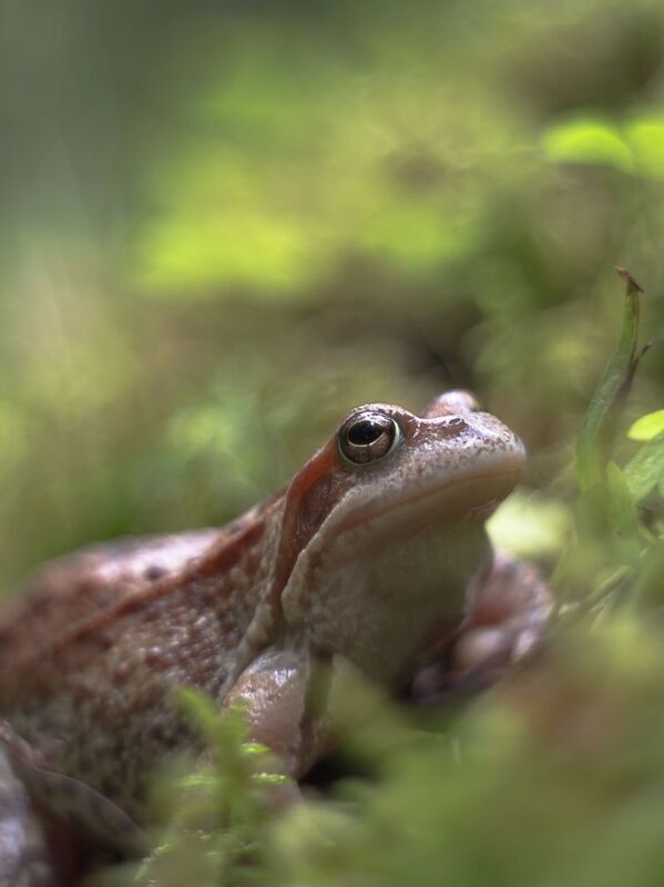 Королевна фото превью