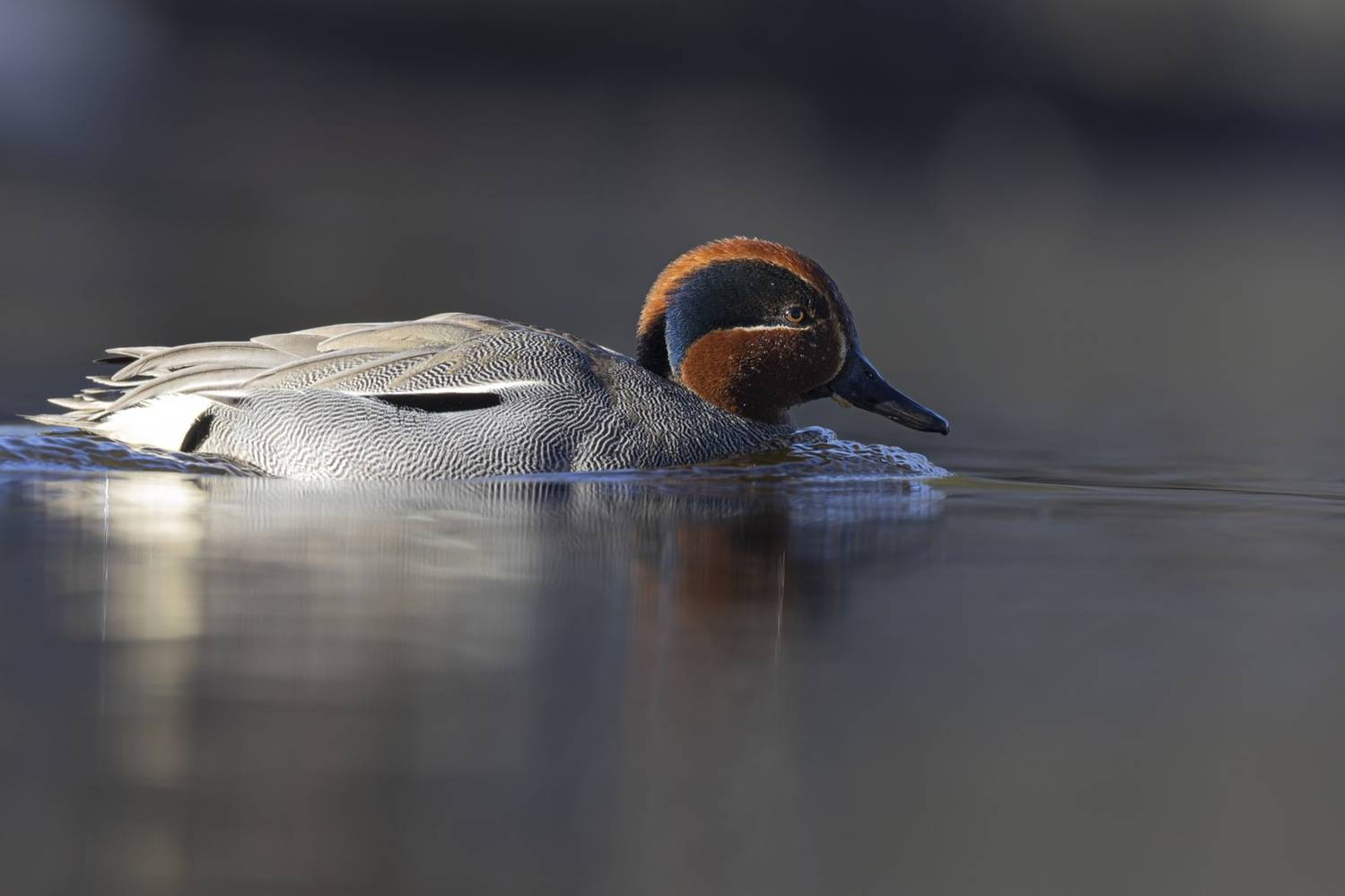 чирок-свистунок, утка, птицы, чирок, свистунок, Руслан Pl