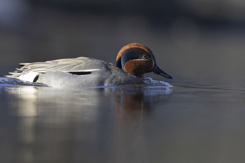 чирок-свистунок, утка, птицы, чирок, свистунок Чирок-свистунок фото превью