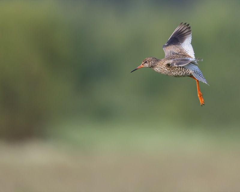 травник, кулик, птицы Иду на посадку. Травник фото превью