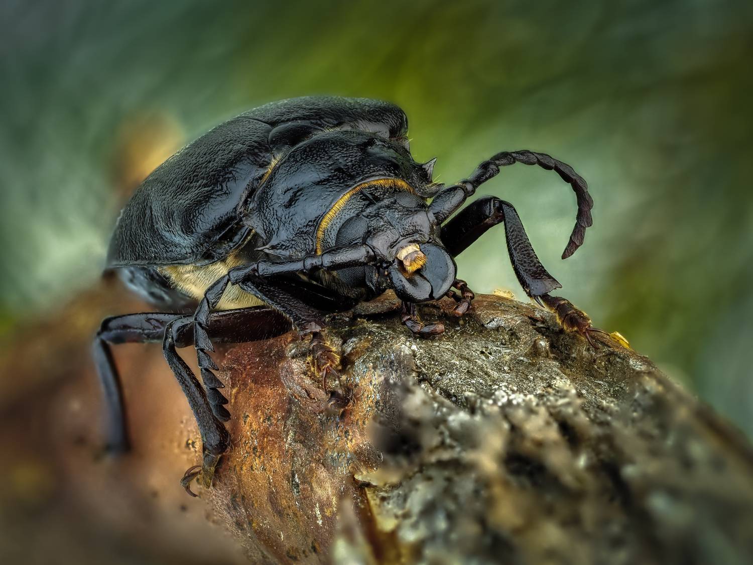 , Олег Савицкий