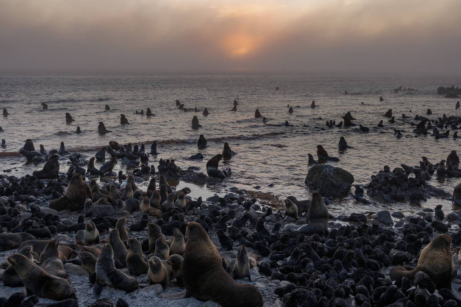 командорские острова, северное лежбище, остров беринга, Vladimir goiiiguk