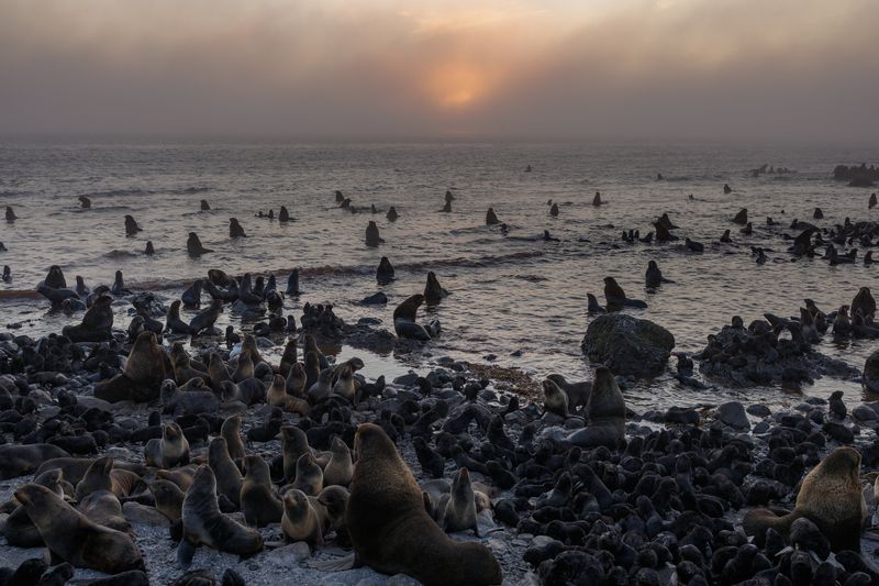 командорские острова, северное лежбище, остров беринга Пьяное солнце фото превью