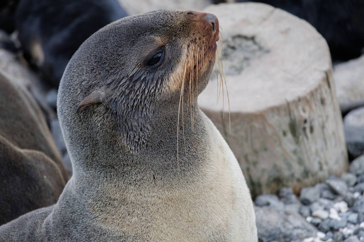 морские котики, командоры, 2025, красавица, Vladimir goiiiguk