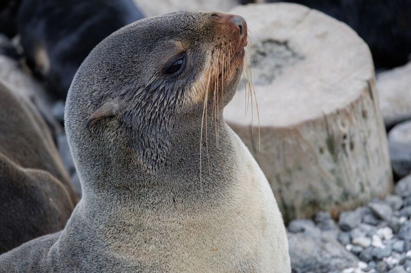 морские котики, командоры, 2025, красавица Я ж мать! фото превью