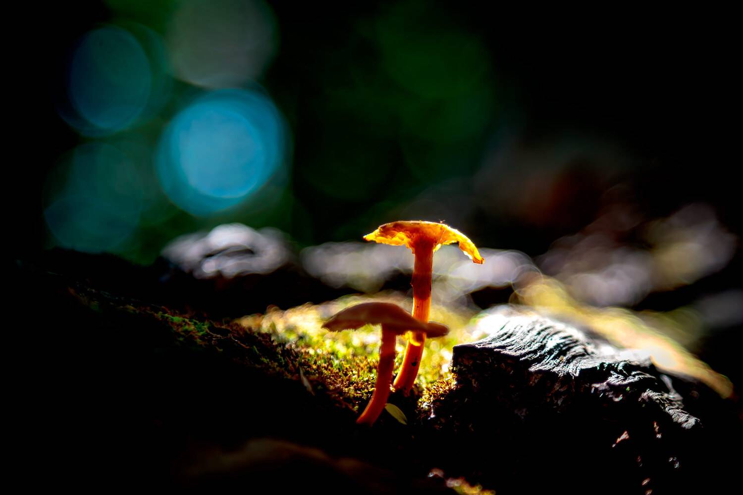 грибы, свет, солнце, Уткин Дмитрий