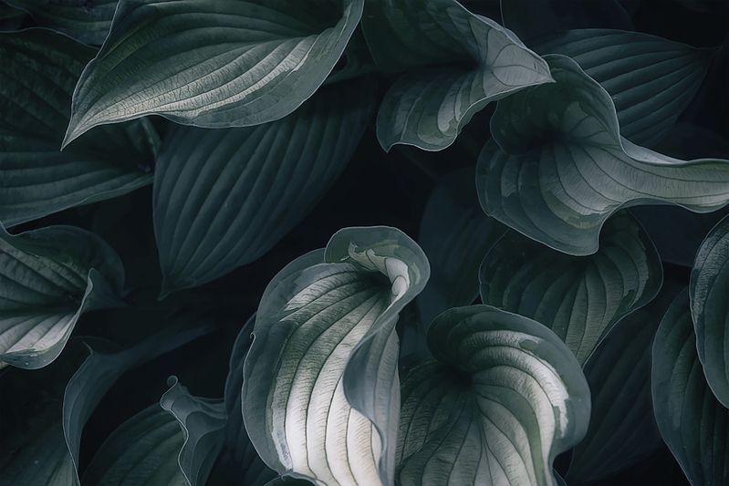 хоста, растение, листья, стилизация Плавные линии вьются вьюном... фото превью