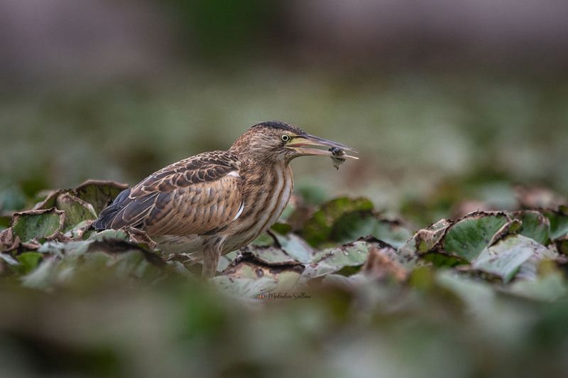фотоохота, птица, малая выпь, волчок, птицы Ловись рыбка ... фото превью