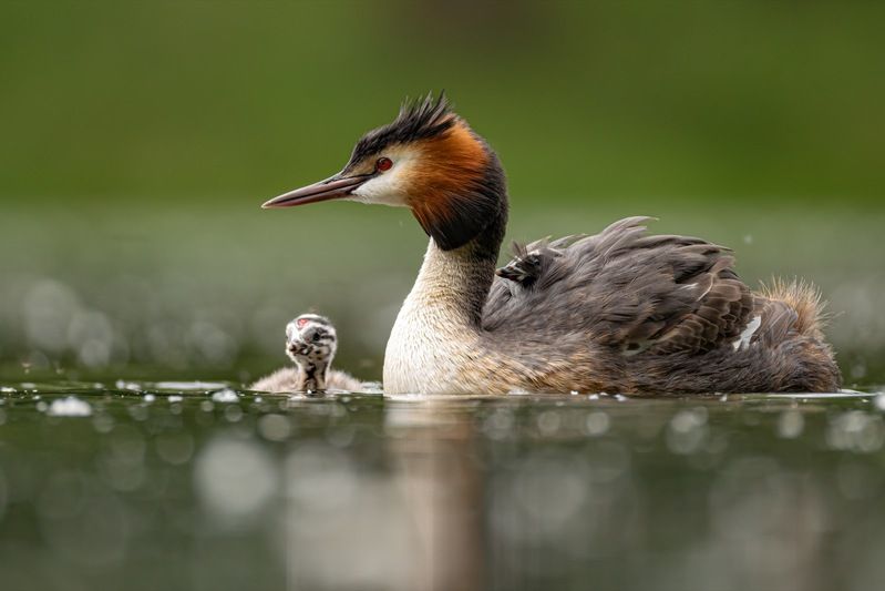 чомга, птицы, поганка, большая поганка, птенцы  фото превью