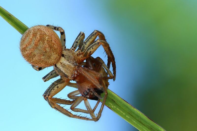 макро, природа, животное, растение, цвет, фото, зеленый, паук, трава Каннибализм фото превью