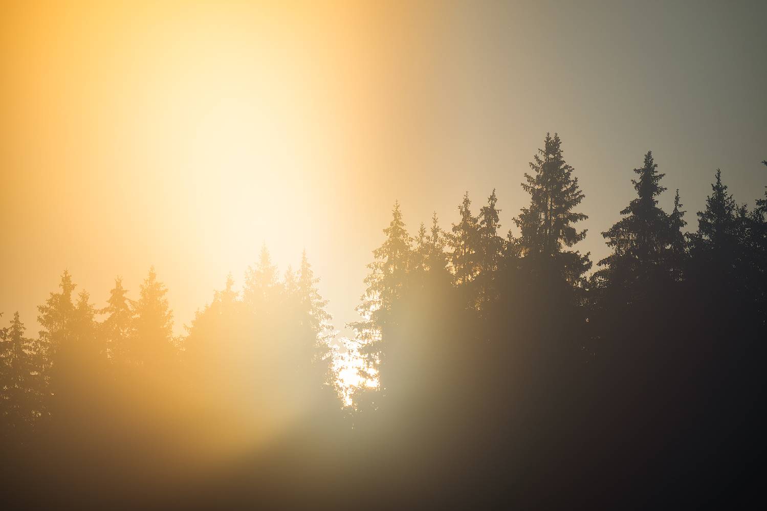 пермский край, пейзаж, рассвет, красота природы, поле, лето, река, природа, дикая природа, койва, лес, усть-койва, Кузнецов Кирилл