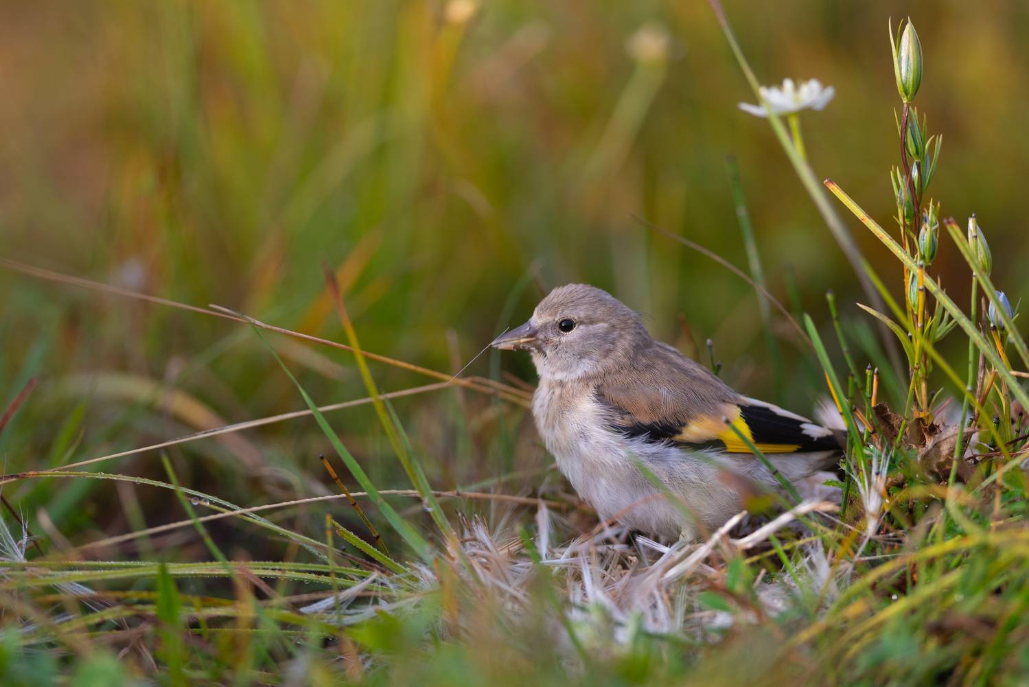 щегол, седоголовый щегол, птица, птицы, лес, лето, алтай, горный алтай, акташ, природа, фотоохота, Воронов Денис