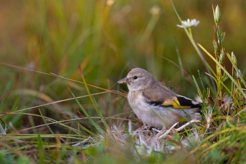 щегол, седоголовый щегол, птица, птицы, лес, лето, алтай, горный алтай, акташ, природа, фотоохота Щеглёнок в росе фото превью