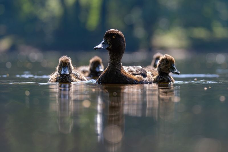 нырок, хохлатая чернеть, утка, птицы, утята  фото превью