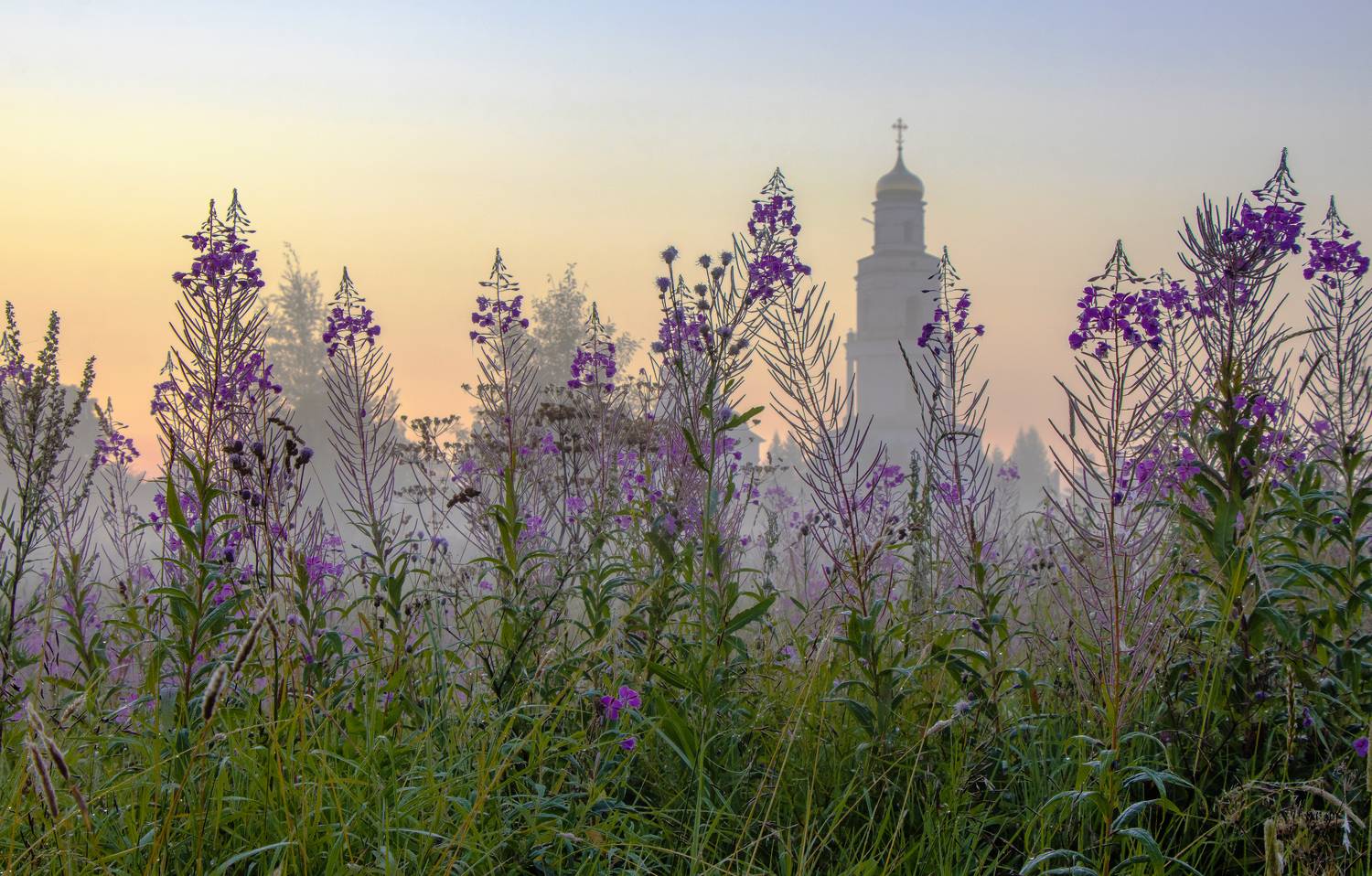 утро, туман, ива-чай, Великорецкое, Кировская область, галина новинская