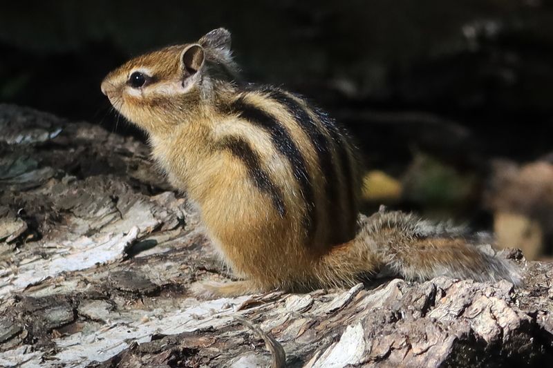 Бурундук в солнечный день фото превью