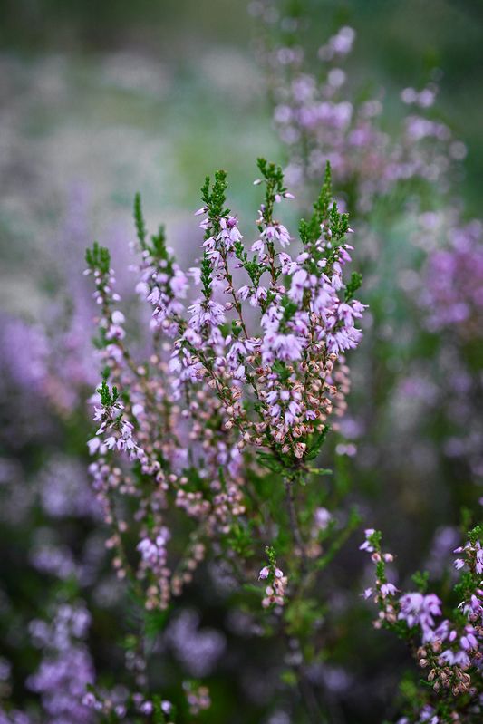 Лесные зарисовки фото превью