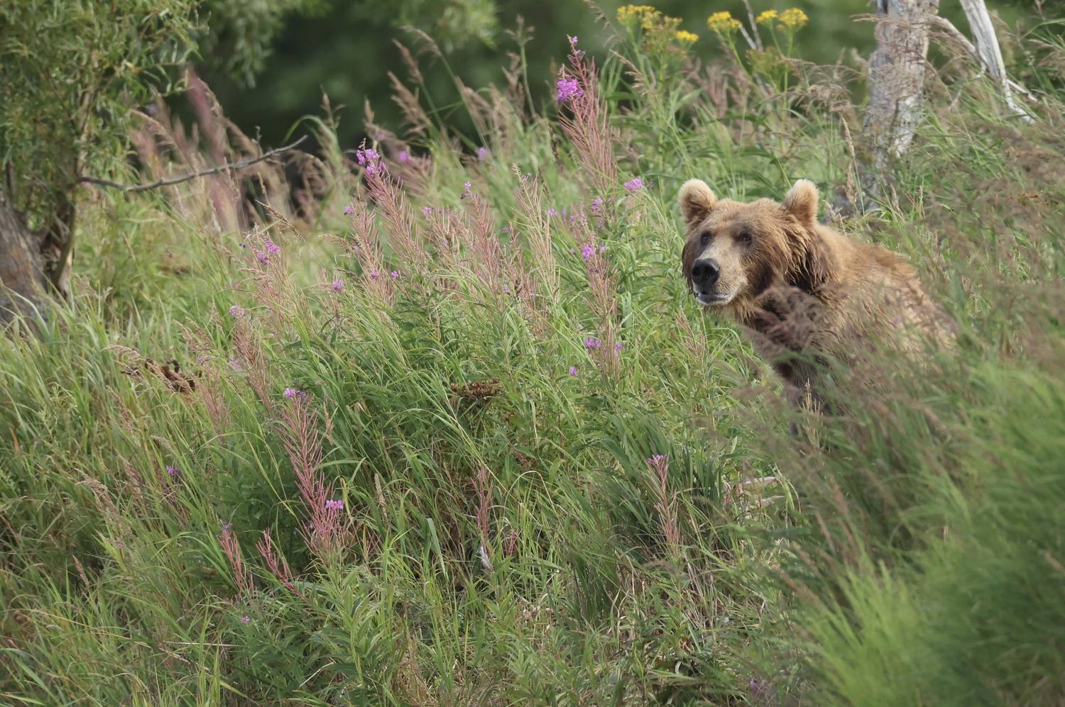 , Голубков Леонид