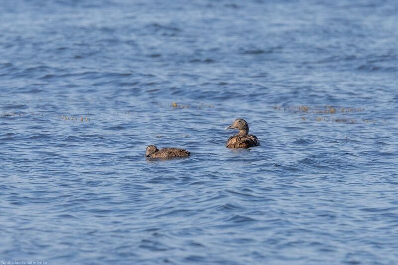 Обыкновенная гага Обыкновенная гага фото превью