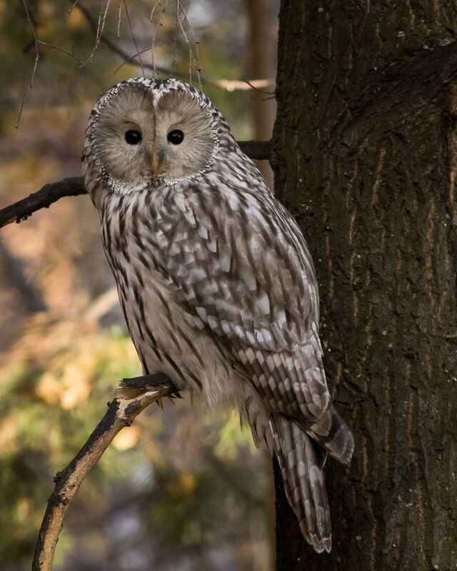 уральская неясыть, длиннохвостая неясыть Уральская неясыть фото превью