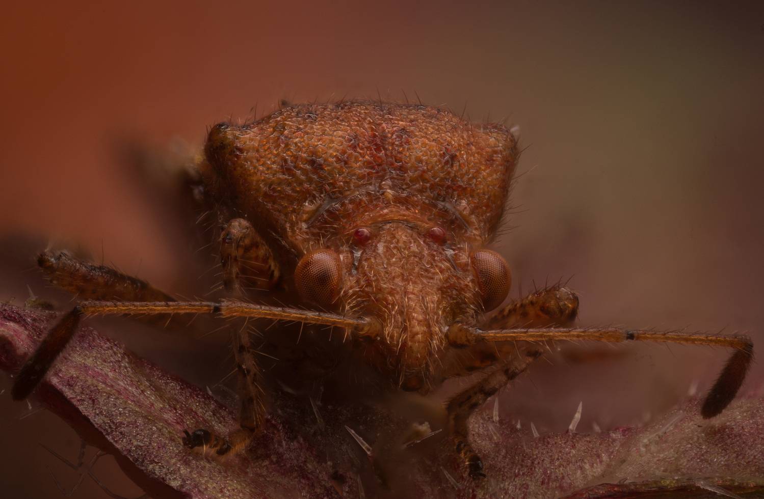 , Иван Золин