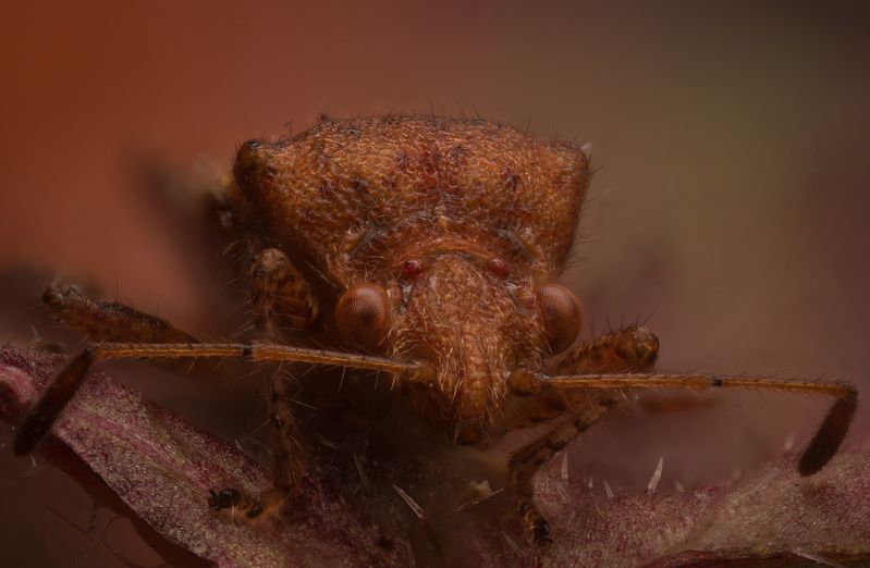 Сосновый семенной клоп фото превью