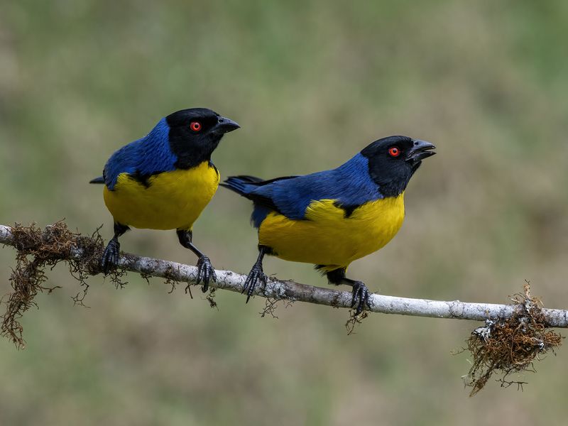 Hooded Mountain Tanager фото превью