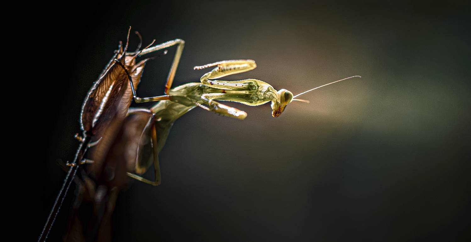 , Неля Рачкова