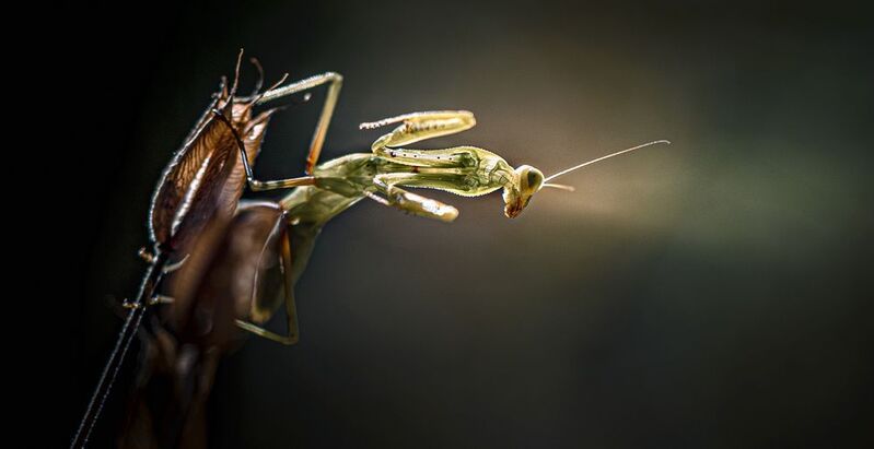 Хочу летать фото превью