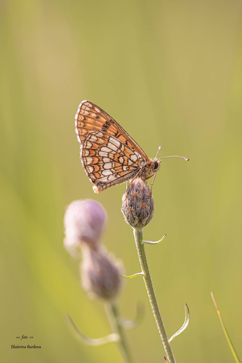 , Бурикова Екатерина