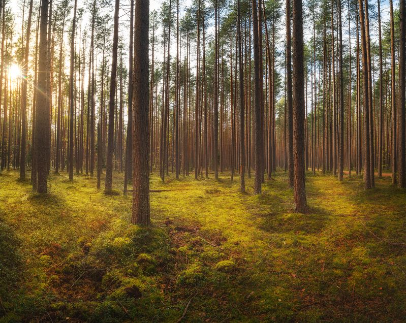 #Санкт-Петербург #Forest #Лес #Ленинградская_Обл  фото превью