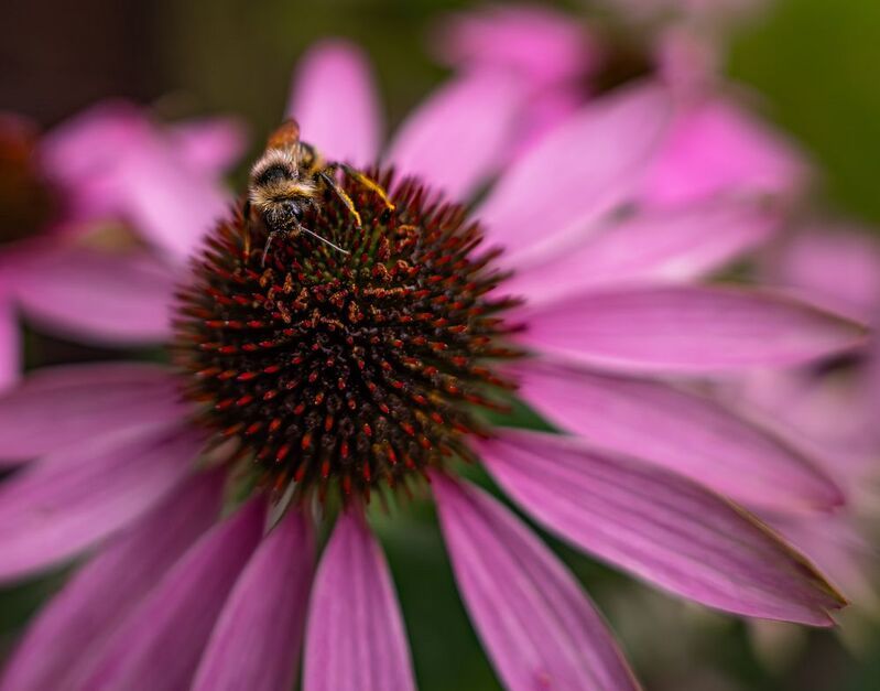 Первые кадры, сделанные Sigma BF (+ Sigma 28-70mm f2.8) фото превью