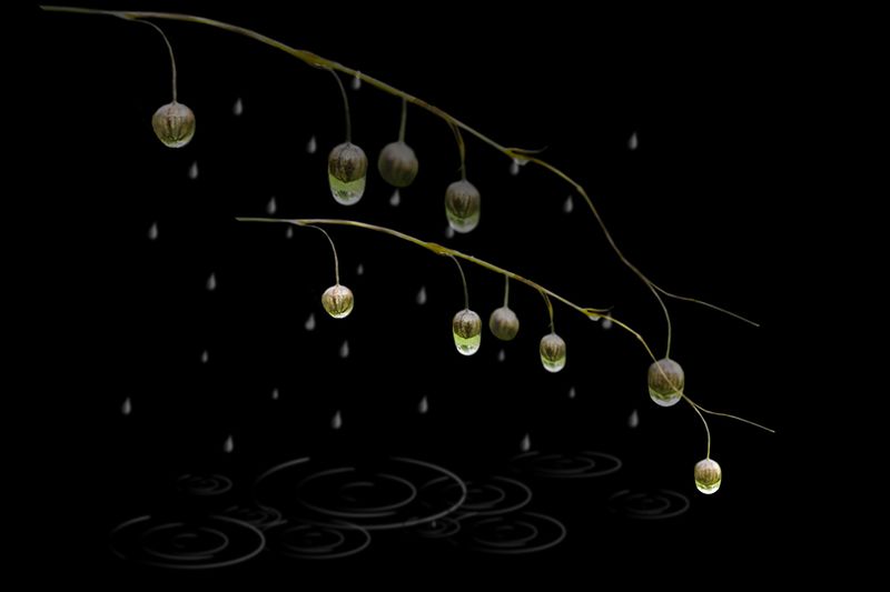 Дождик фото превью