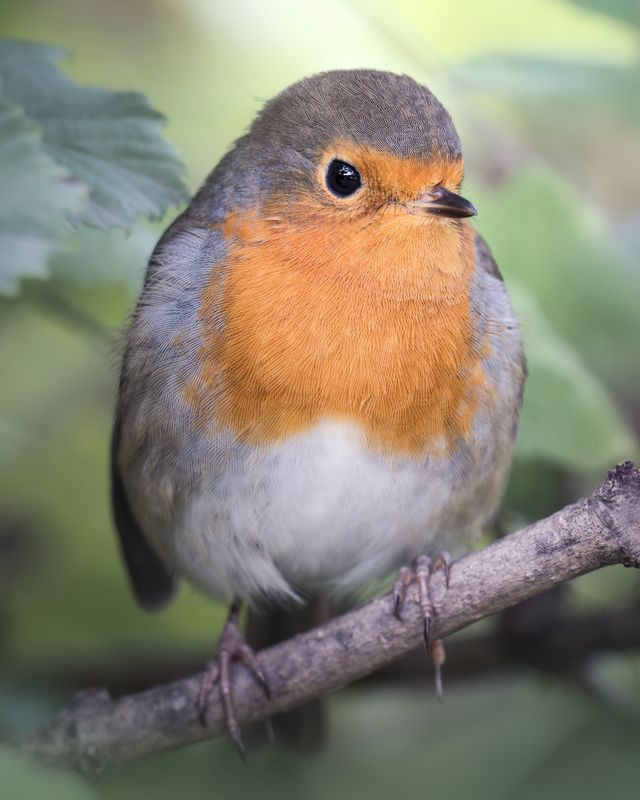Малиновка (Erithacus rubecula)  фото превью