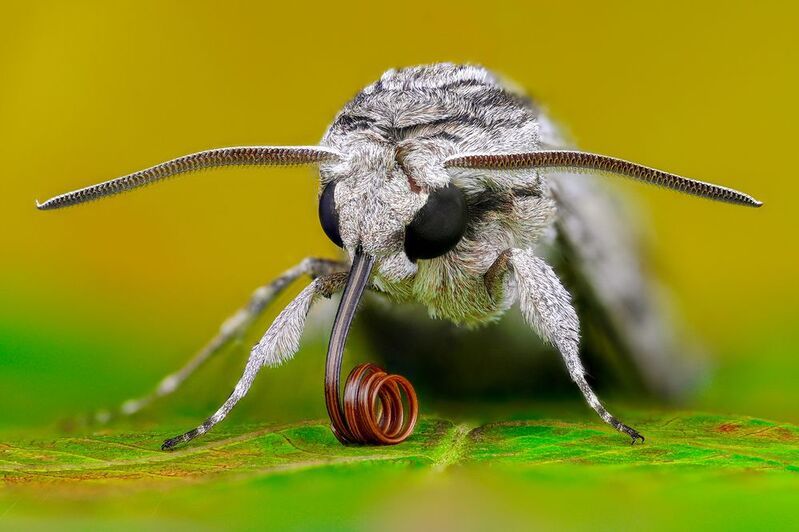 ceclii, macro  фото превью