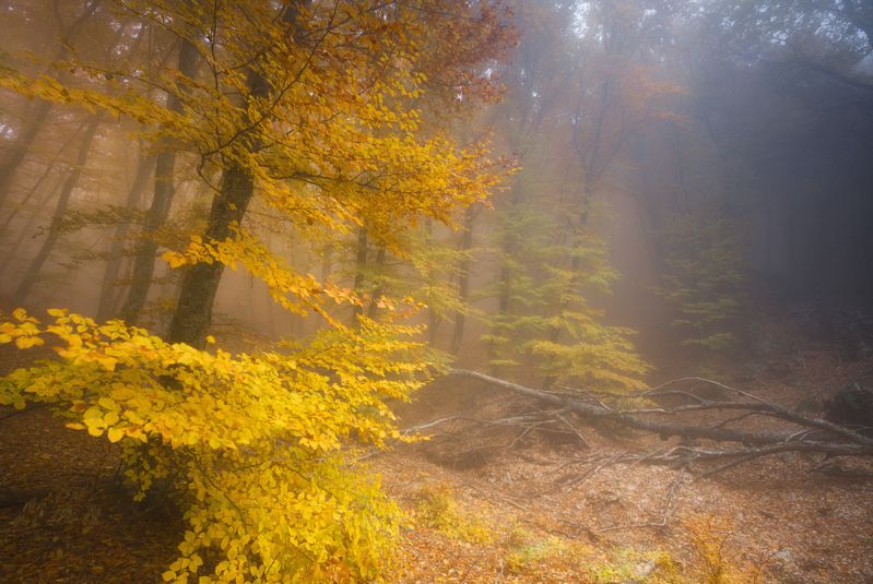 крым, демерджи, фототур в крым, осенний лес Крымский лес фото превью