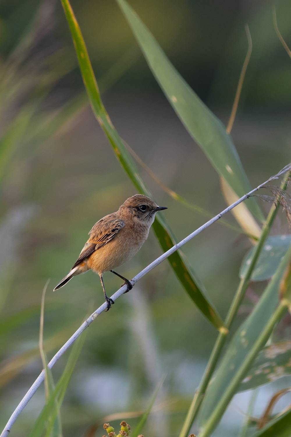 природа, Валерий Черняк