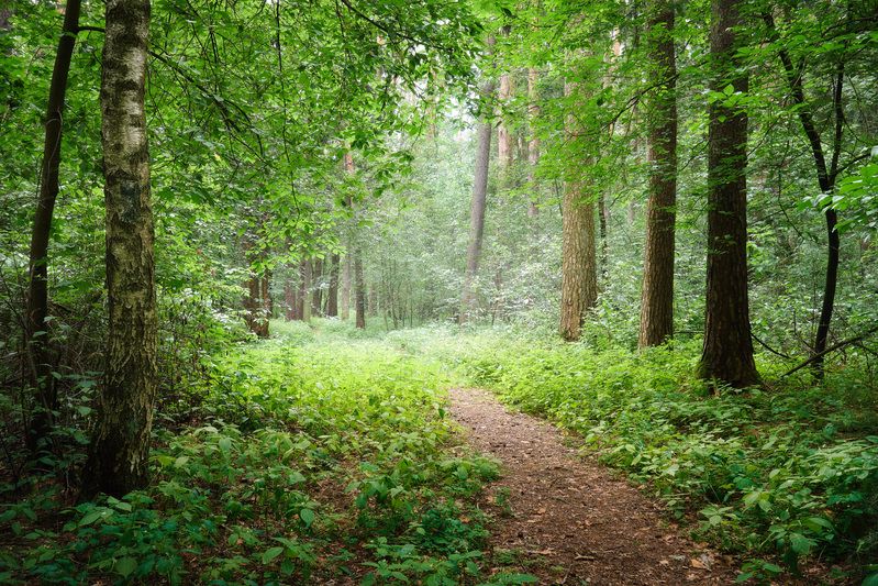 После летнего дождя фото превью