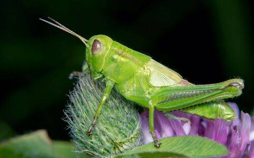 Juvenile Québec Grasshopper
