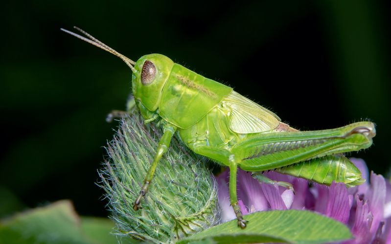Juvenile Québec Grasshopper фото превью