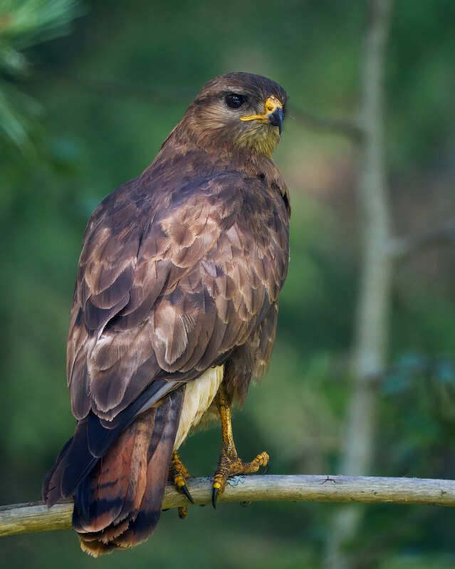 канюк хищная птица Канюк фото превью