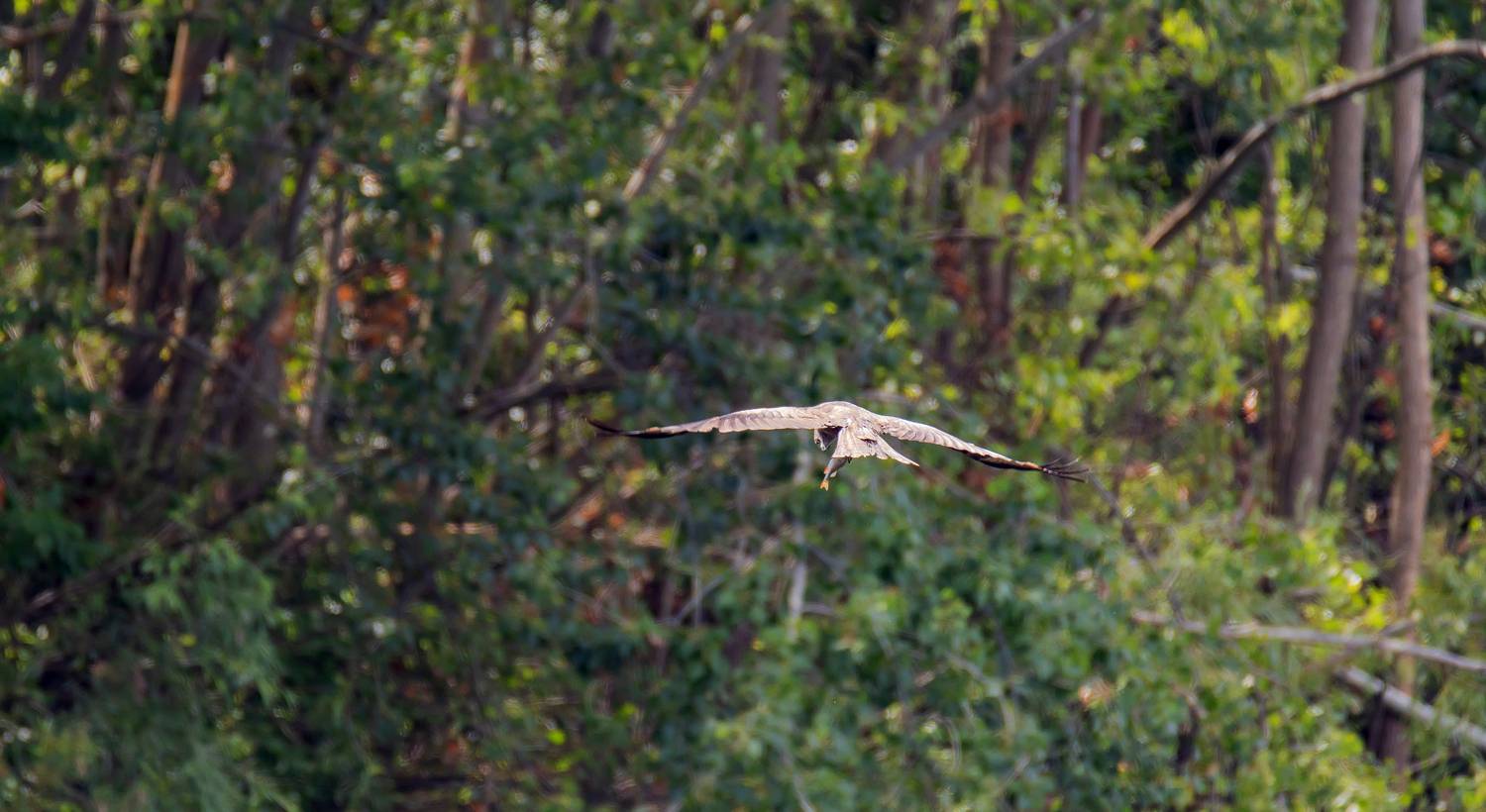 коршун, птица, природа, волга, добыча, Подосинников Максим