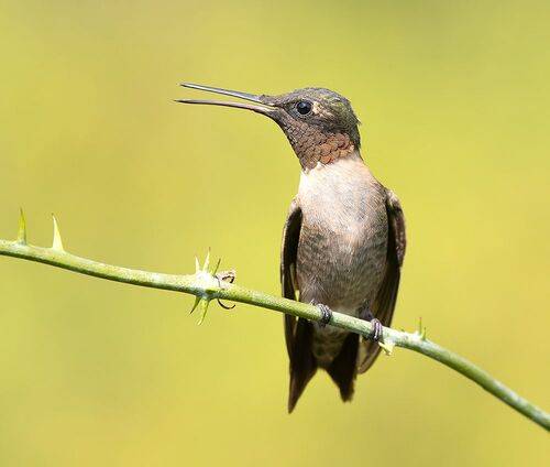 Ruby-throated Hummingbird male -Рубиновогорлый Колибри