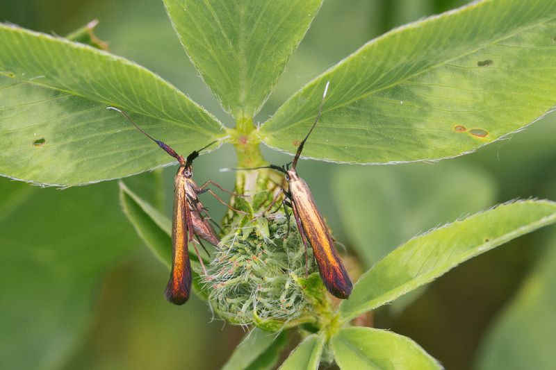 Моль-чехлоноска Золотисто-Зелёная (Coleophora deauratella) фото превью