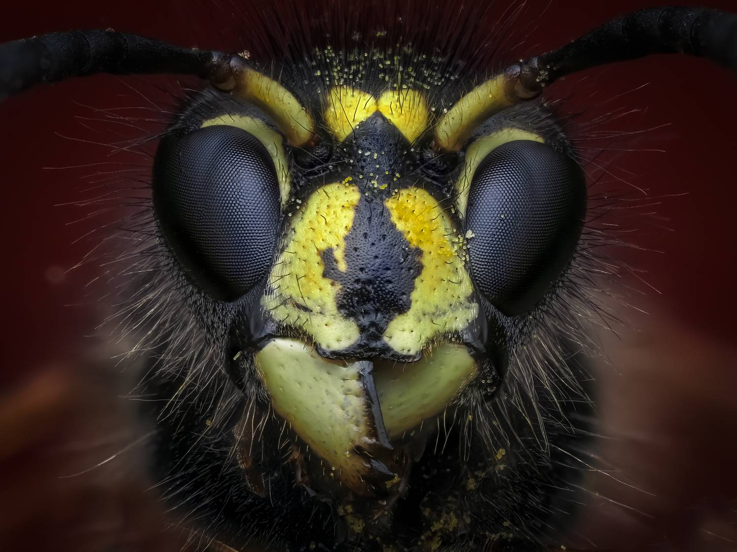 , Олег Савицкий