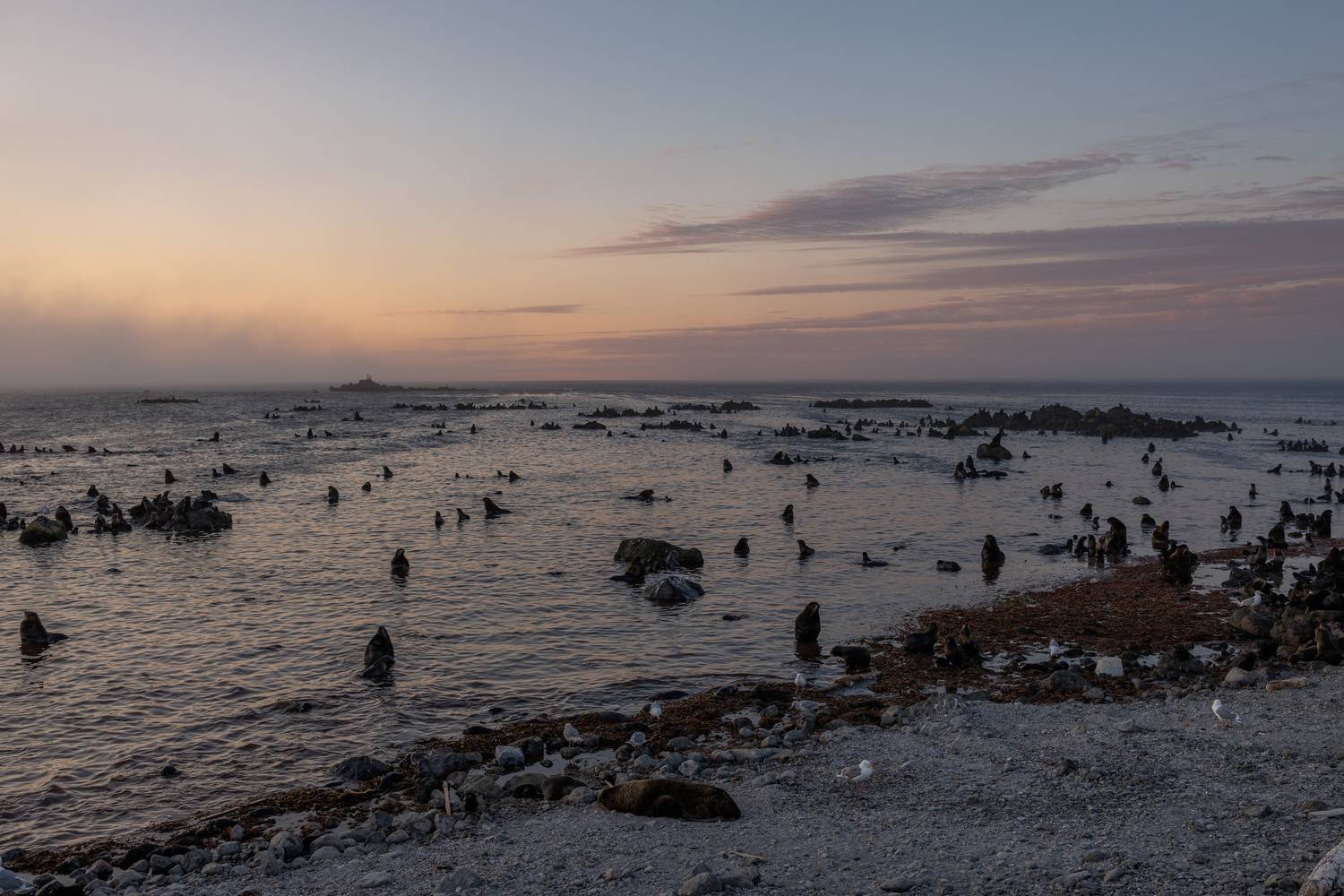 северное, лежбище, командоры, остров, беринга, Vladimir goiiiguk